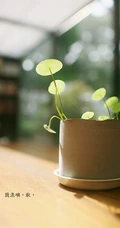 铜钱草图片，家庭养殖植物铜钱草唯美摄影图片