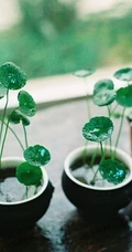 铜钱草图片，家庭养殖植物铜钱草唯美摄影图片