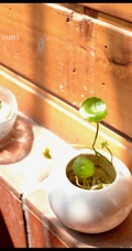铜钱草图片，家庭养殖植物铜钱草唯美摄影图片