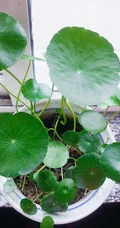 铜钱草图片，家庭养殖植物铜钱草唯美摄影图片