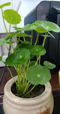铜钱草图片，家庭养殖植物铜钱草唯美摄影图片