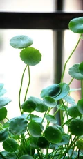 铜钱草图片，家庭养殖植物铜钱草唯美摄影图片