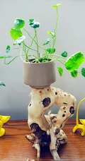 铜钱草图片，家庭养殖植物铜钱草唯美摄影图片