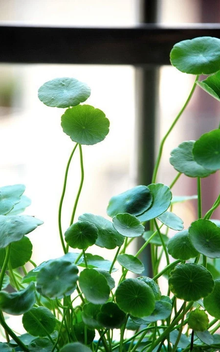 铜钱草图片，家庭养殖植物铜钱草唯美摄影图片