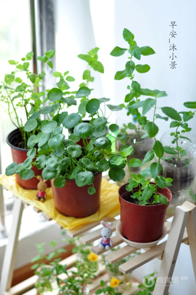 铜钱草图片，家庭养殖植物铜钱草唯美摄影图片