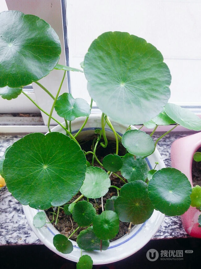 铜钱草图片，家庭养殖植物铜钱草唯美摄影图片