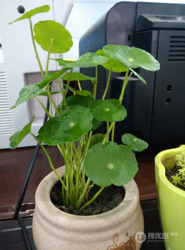 铜钱草图片，家庭养殖植物铜钱草唯美摄影图片