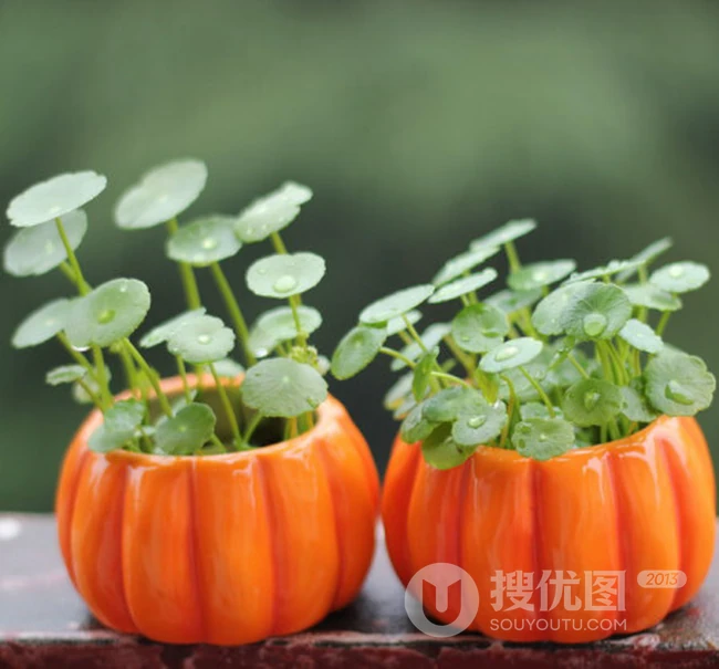 铜钱草图片，家庭养殖植物铜钱草唯美摄影图片