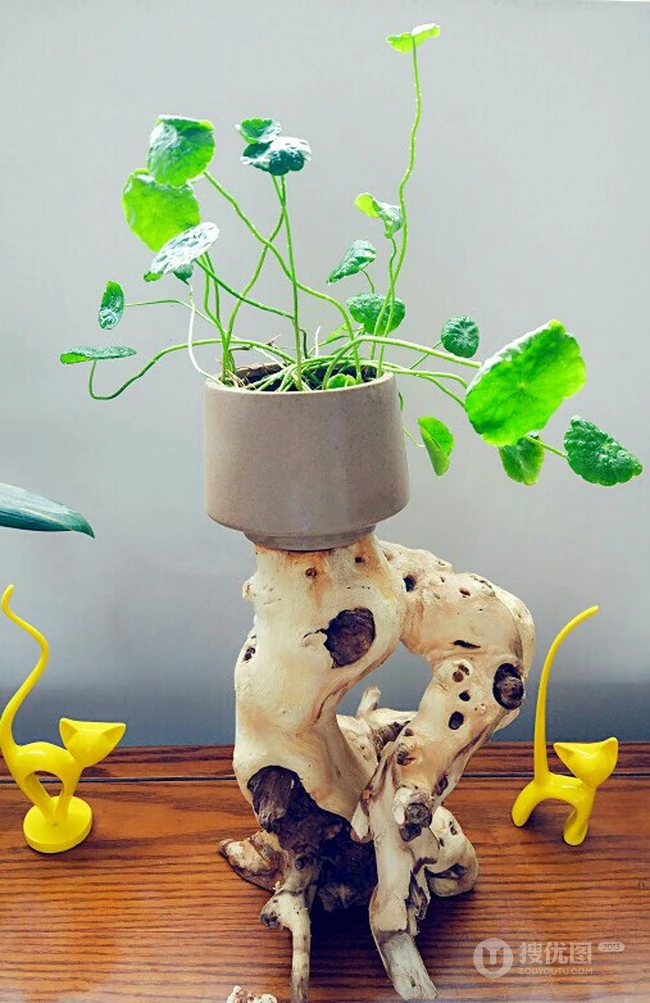 铜钱草图片，家庭养殖植物铜钱草唯美摄影图片