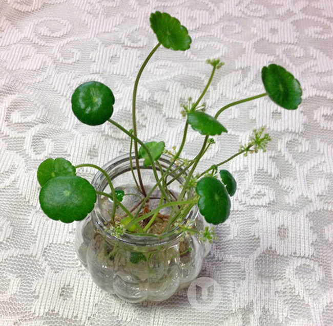 铜钱草图片，家庭养殖植物铜钱草唯美摄影图片