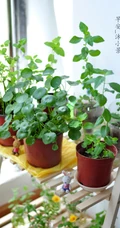 铜钱草图片，家庭养殖植物铜钱草唯美摄影图片