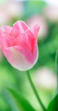 郁金香图片，拥有爱和永恒的花语，百合科郁金香超美摄影图片