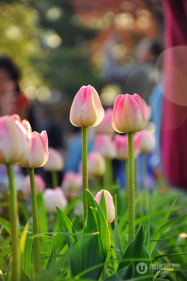 郁金香图片，拥有爱和永恒的花语，百合科郁金香超美摄影图片