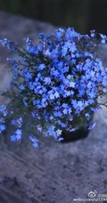 勿忘我，勿忘草图片，永远，永恒的花语，勿忘我唯美图片