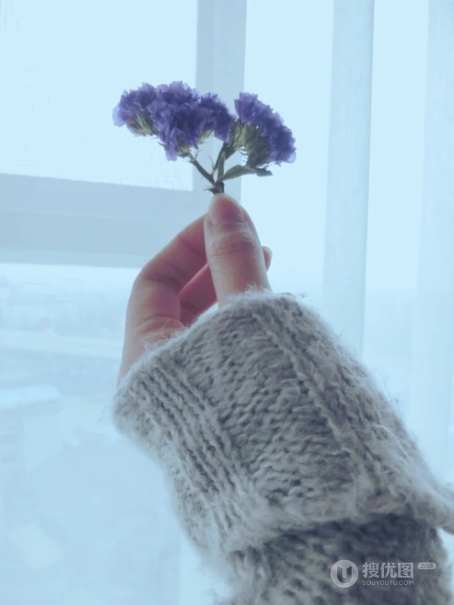 勿忘我，勿忘草图片，永远，永恒的花语，勿忘我唯美图片