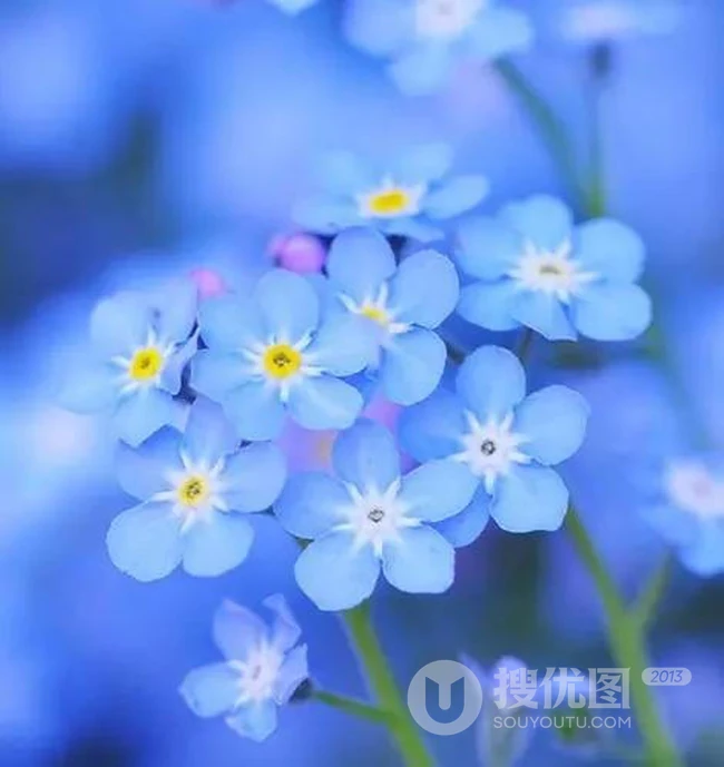 勿忘我，勿忘草图片，永远，永恒的花语，勿忘我唯美图片