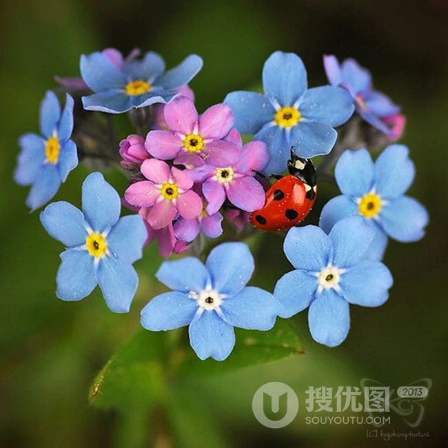 勿忘我，勿忘草图片，永远，永恒的花语，勿忘我唯美图片