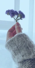 勿忘我，勿忘草图片，永远，永恒的花语，勿忘我唯美图片