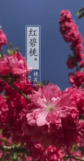 红碧桃花红，花期3-4月的粉红碧桃花唯美图片欣赏