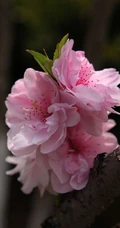 红碧桃花红，花期3-4月的粉红碧桃花唯美图片欣赏