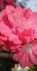 红碧桃花红，花期3-4月的粉红碧桃花唯美图片欣赏