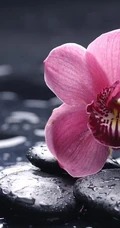 红碧桃花红，花期3-4月的粉红碧桃花唯美图片欣赏