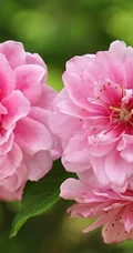 红碧桃花红，花期3-4月的粉红碧桃花唯美图片欣赏