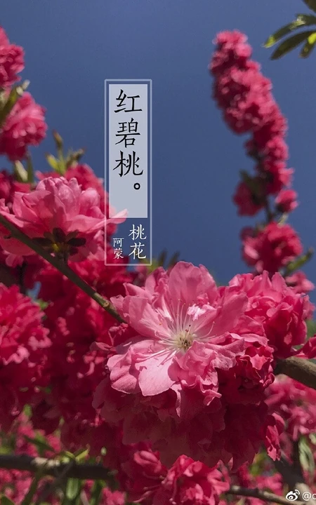 红碧桃花红，花期3-4月的粉红碧桃花唯美图片欣赏