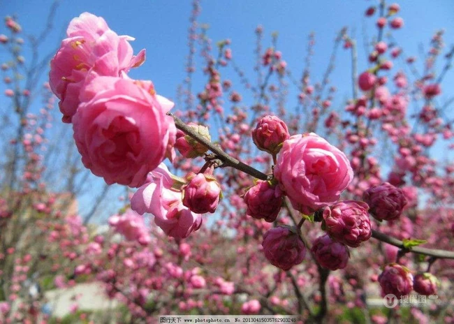 红碧桃花红，花期3-4月的粉红碧桃花唯美图片欣赏