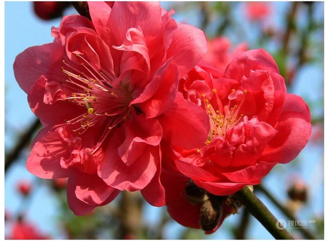 红碧桃花红，花期3-4月的粉红碧桃花唯美图片欣赏