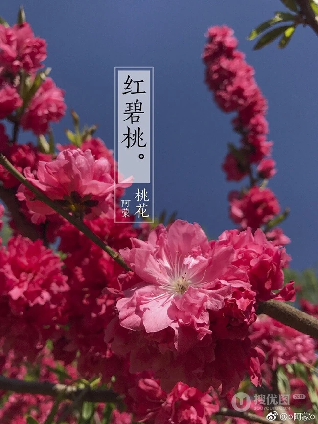 红碧桃花红，花期3-4月的粉红碧桃花唯美图片欣赏