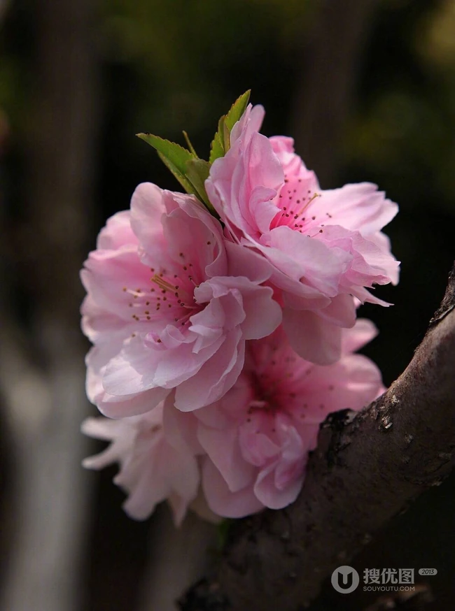 红碧桃花红，花期3-4月的粉红碧桃花唯美图片欣赏