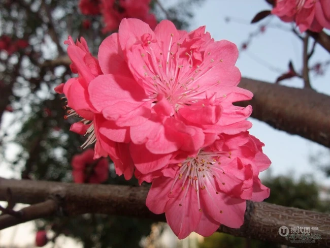 红碧桃花红，花期3-4月的粉红碧桃花唯美图片欣赏