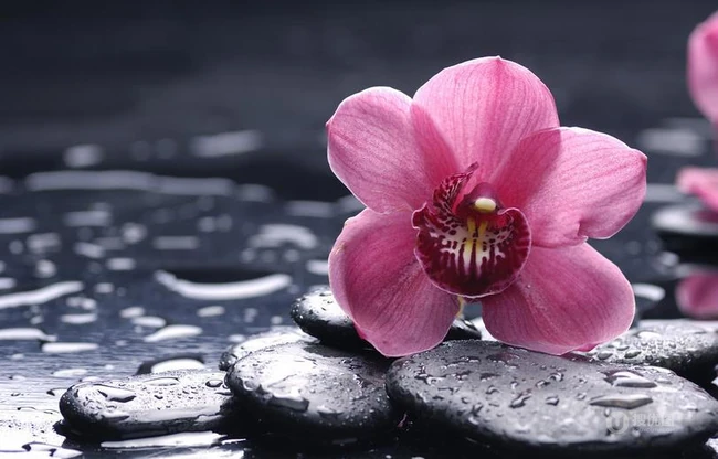 红碧桃花红，花期3-4月的粉红碧桃花唯美图片欣赏