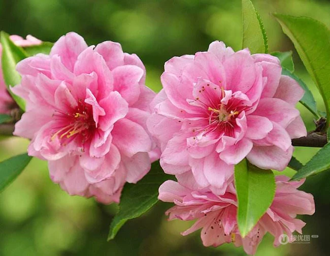 红碧桃花红，花期3-4月的粉红碧桃花唯美图片欣赏