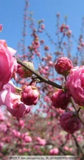 红碧桃花红，花期3-4月的粉红碧桃花唯美图片欣赏