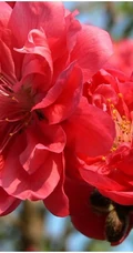 红碧桃花红，花期3-4月的粉红碧桃花唯美图片欣赏