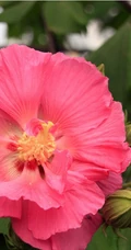 木芙蓉花图片，花期8-10月的木芙蓉唯美摄影美图