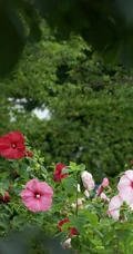 木芙蓉花图片，花期8-10月的木芙蓉唯美摄影美图