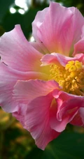 木芙蓉花图片，花期8-10月的木芙蓉唯美摄影美图