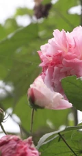木芙蓉花图片，花期8-10月的木芙蓉唯美摄影美图