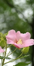 木芙蓉花图片，花期8-10月的木芙蓉唯美摄影美图