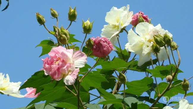 木芙蓉花图片，花期8-10月的木芙蓉唯美摄影美图
