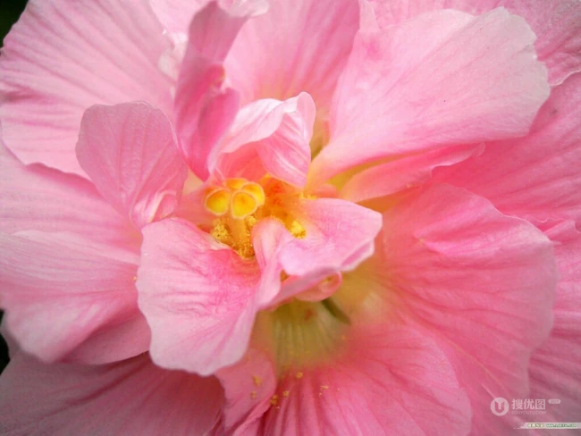 木芙蓉花图片，花期8-10月的木芙蓉唯美摄影美图