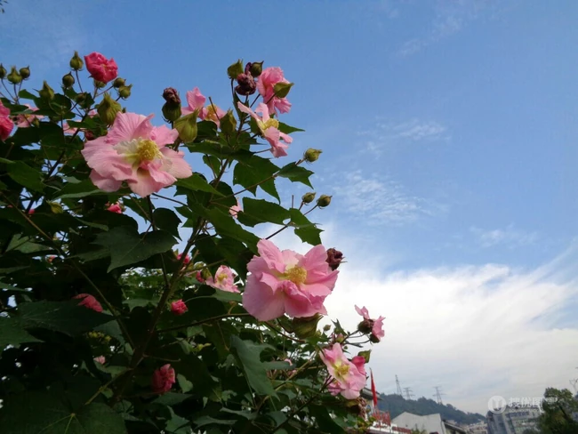 木芙蓉花图片，花期8-10月的木芙蓉唯美摄影美图