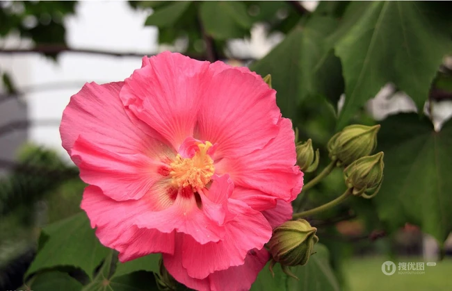 木芙蓉花图片，花期8-10月的木芙蓉唯美摄影美图