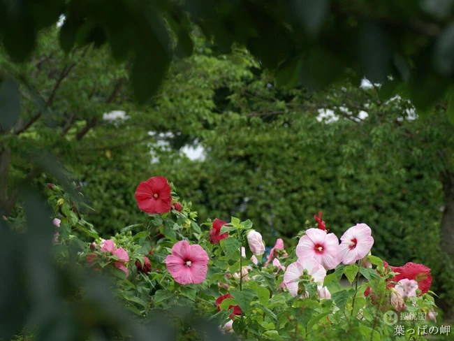 木芙蓉花图片，花期8-10月的木芙蓉唯美摄影美图
