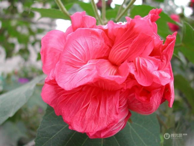 木芙蓉花图片，花期8-10月的木芙蓉唯美摄影美图
