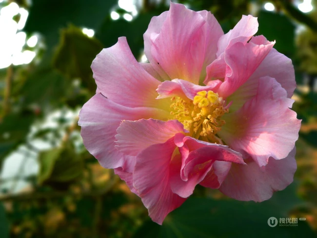木芙蓉花图片，花期8-10月的木芙蓉唯美摄影美图