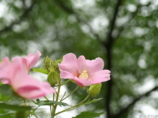 木芙蓉花图片，花期8-10月的木芙蓉唯美摄影美图